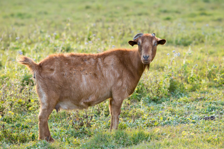 Болезни коз и их лечение